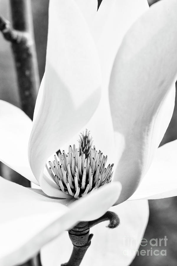 Magnolia Leda Monochrome Photograph by Tim Gainey