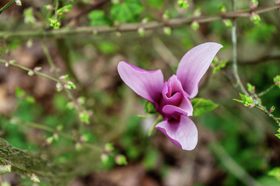 Magnolia liliiflora  Photograph by Sharon Popek