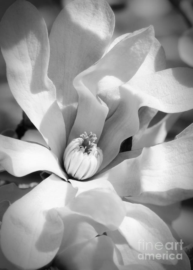 Magnolia Magic Black and White Photograph by Carol Groenen
