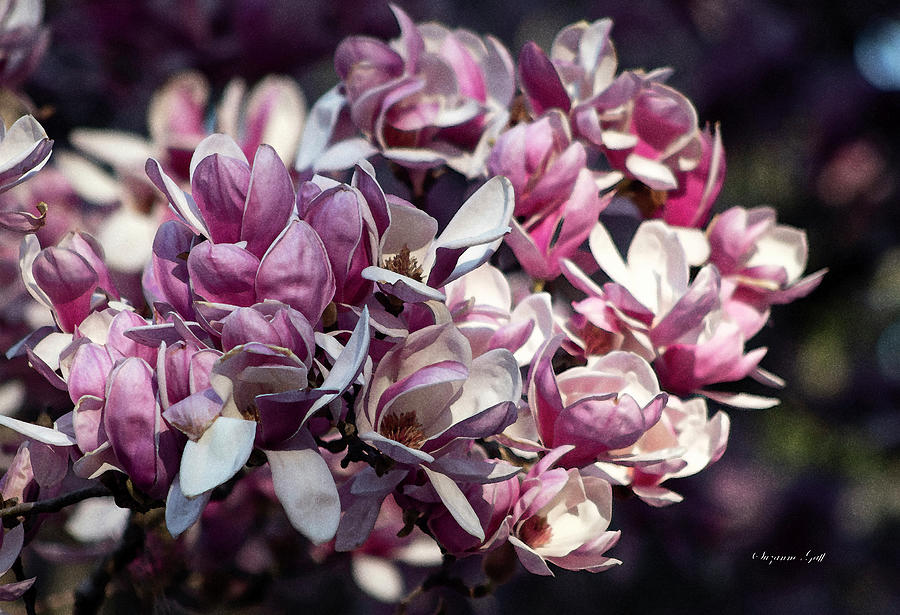 Magnolia Magnificence III in Watercolor Photograph by Suzanne Gaff