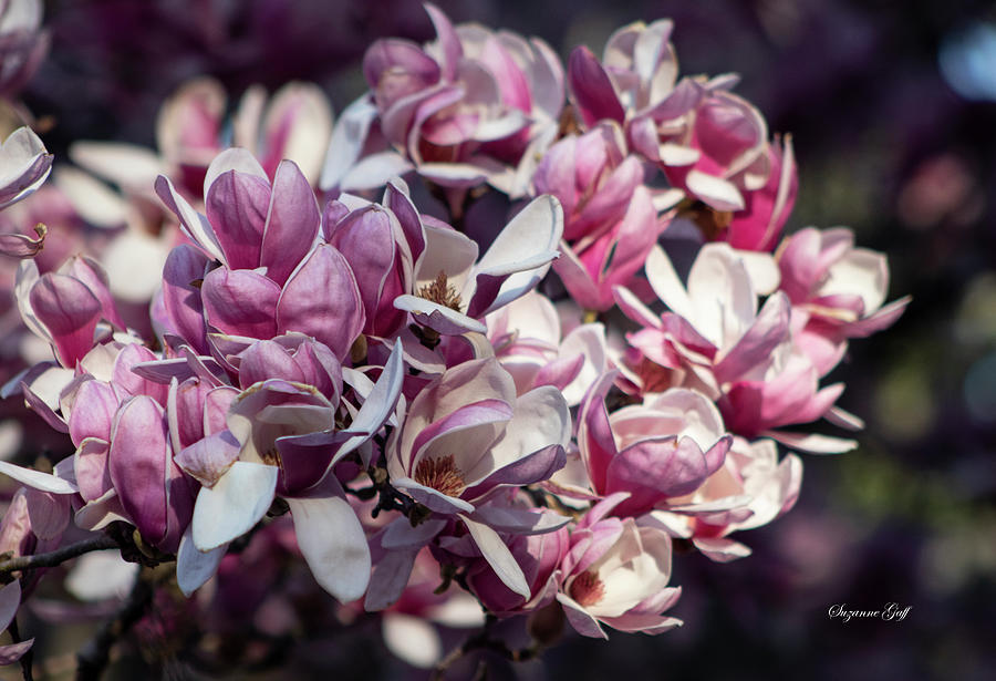 Magnolia Magnificence III Photograph by Suzanne Gaff