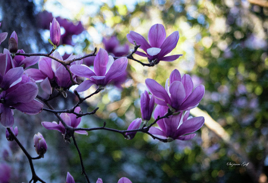 Magnolia Magnificence in Pastel Photograph by Suzanne Gaff