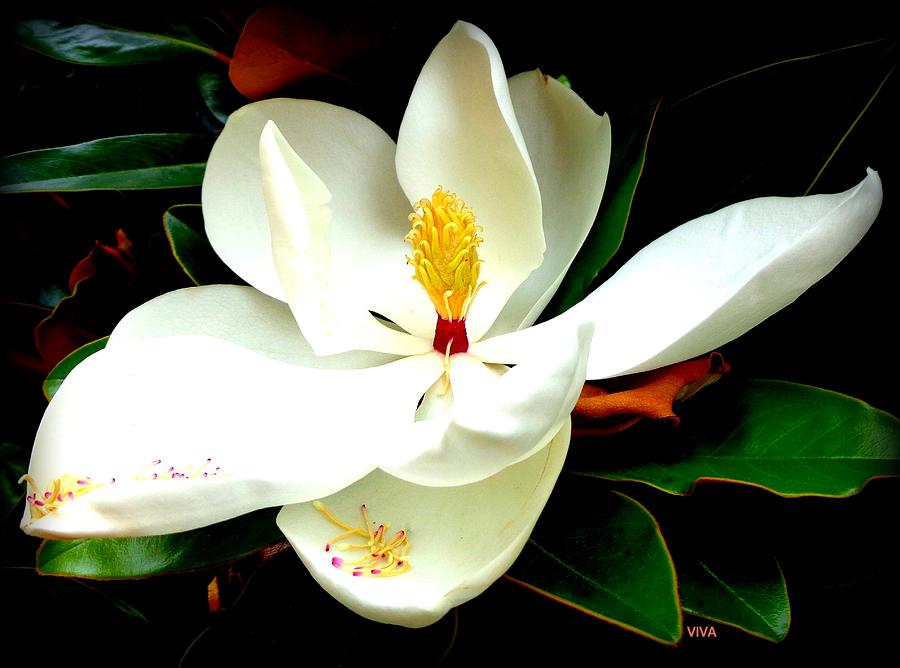 Magnolia  Magnificent Photograph by VIVA Anderson