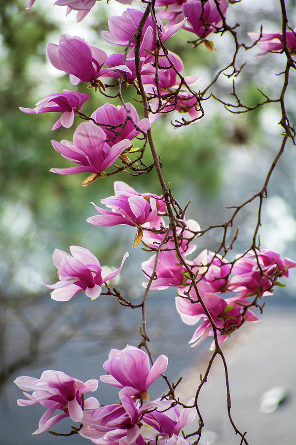 Magnolia Majesty Photograph by Mary Ann Artz