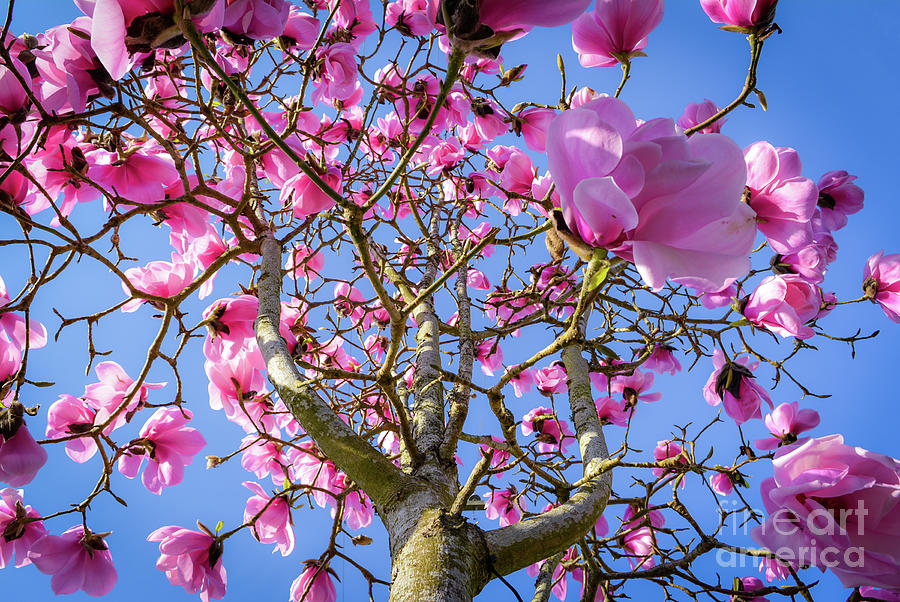 Magnolia Maze Photograph by Tamara Billingsley - Pixels