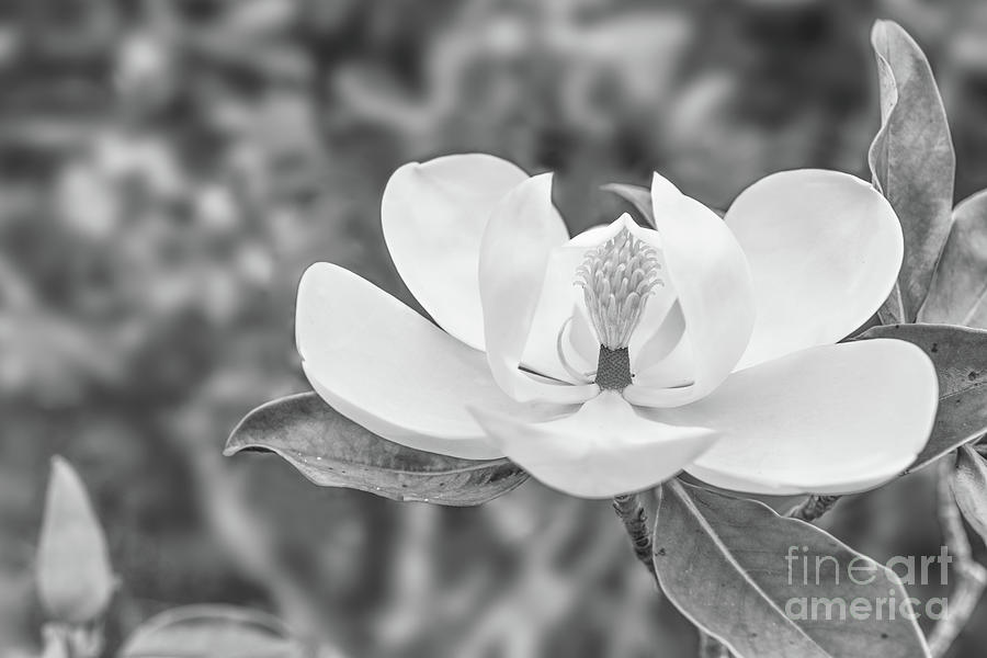 Magnolia  Photograph by Olga Hamilton