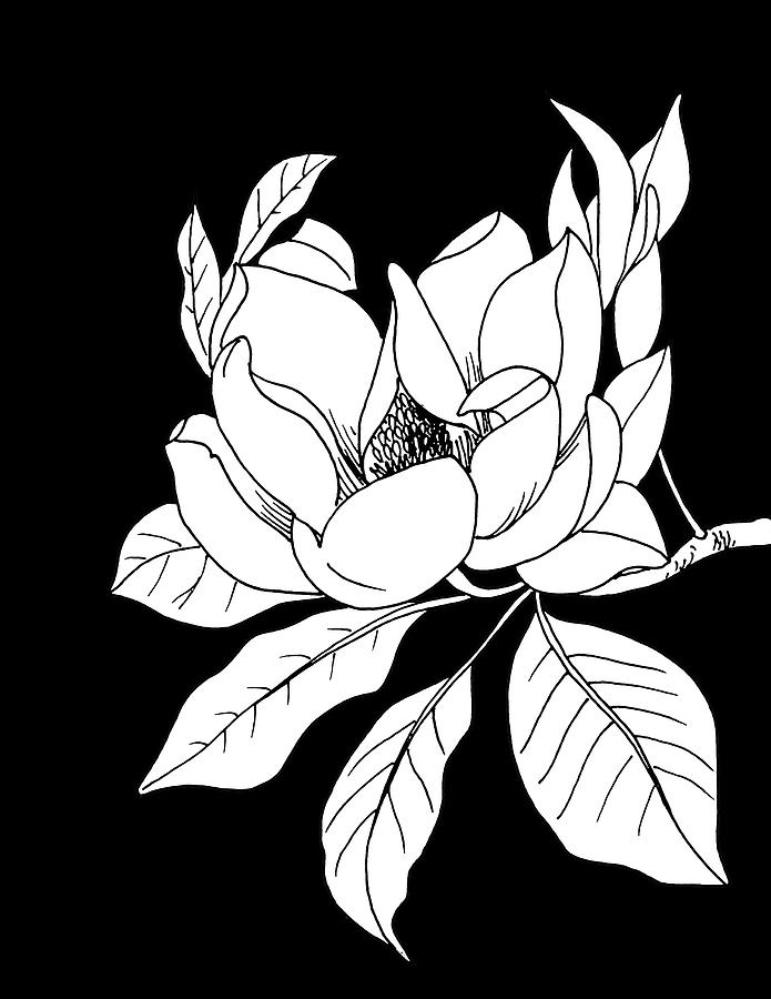Magnolia on Black Drawing by Masha Batkova