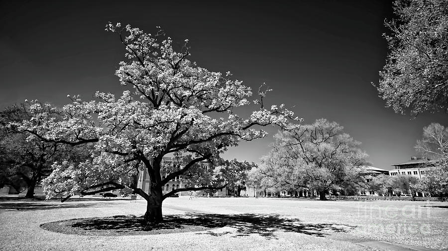 Magnolia on Founders Court Photograph by Norman Gabitzsch