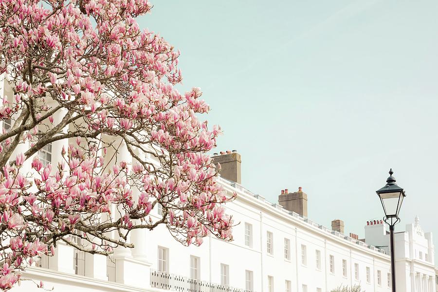 Magnolia on the Crescent - Spring Landscape Photography Photograph by ...