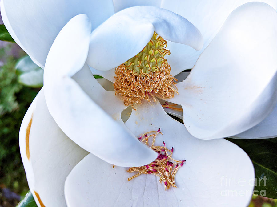 Magnolia Opening Photograph by Robert Knight