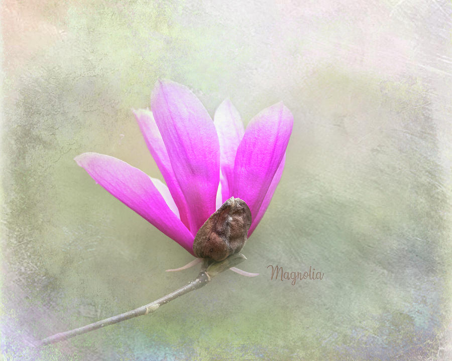 Magnolia Movie Photograph - Magnolia Opening - Spring Texture by Patti Deters