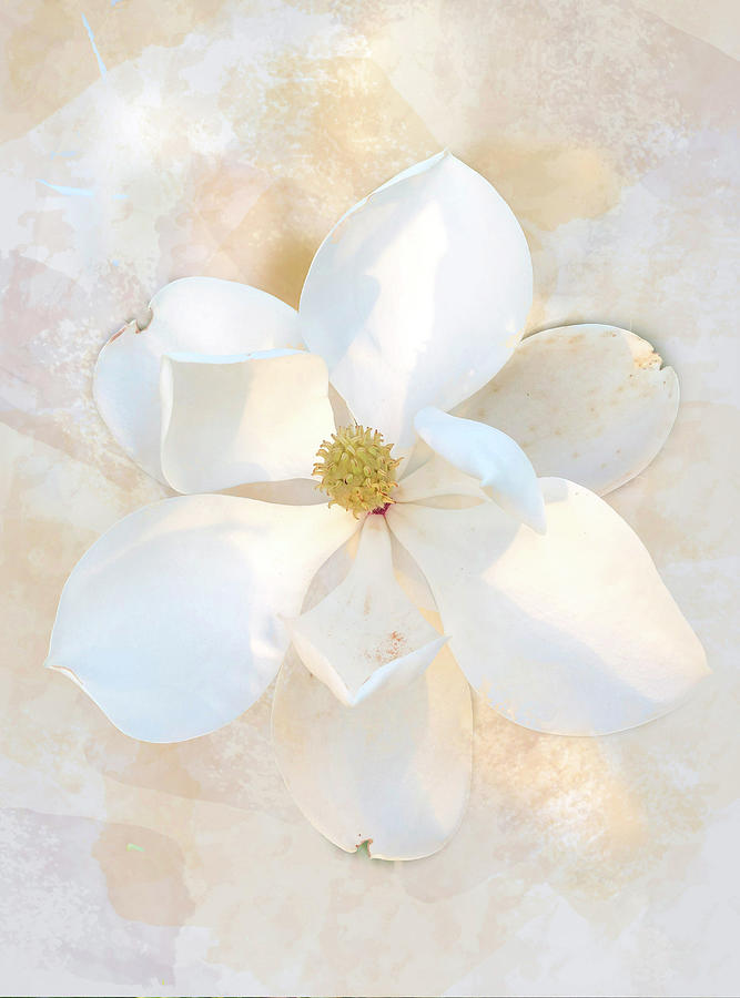 Magnolia Movie Photograph - Magnolia by Pam Kaster