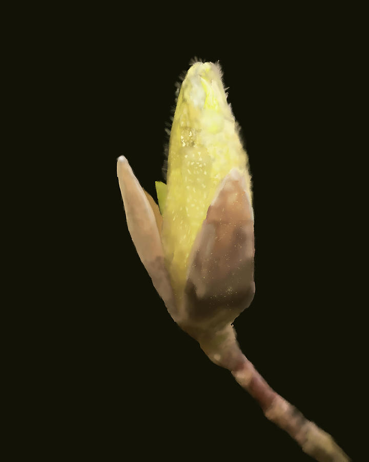 Magnolia Pastel Digital Art