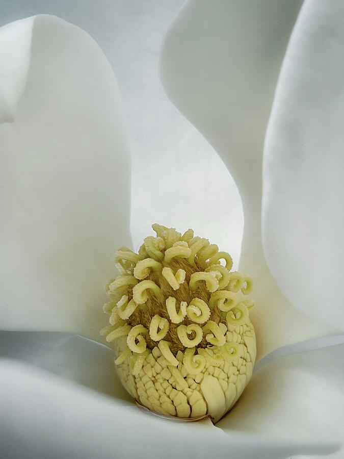 Magnolia Perfection Photograph by Dawna Moore Photography Magnolia Perfection Photograph by Dawna Moore Photography