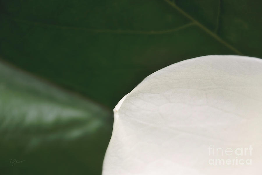 Magnolia Petal Photograph by Kimberly Chason