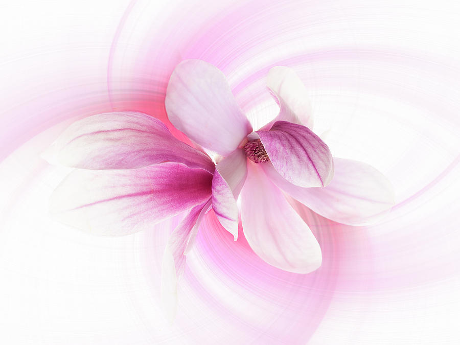Magnolia Pink Twirl Photograph by Denise Saldana