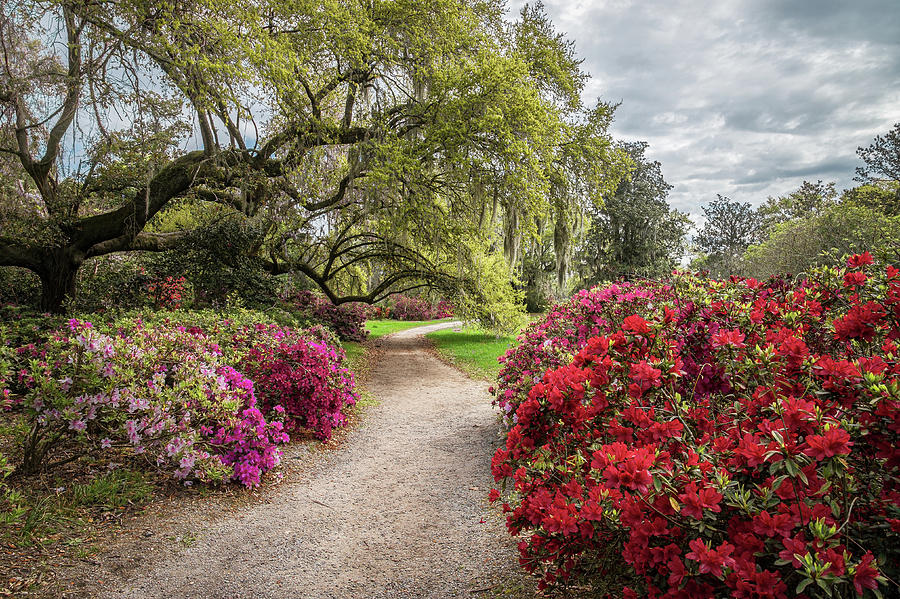 Magnolia Plantation Charleston SC Spring Pathways Photograph by Robert Stephens