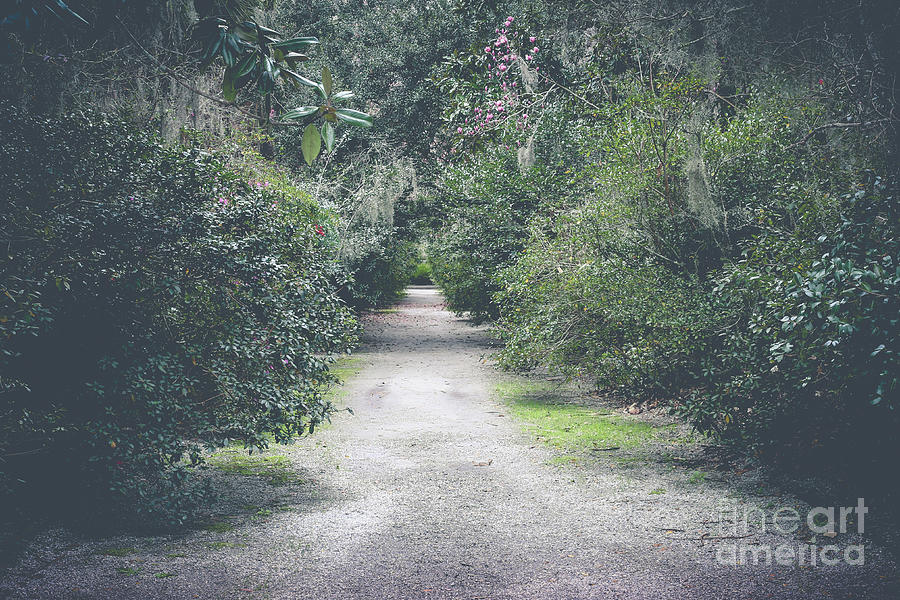Nature Photograph - Magnolia Plantation Garden Path by Tamara Lance