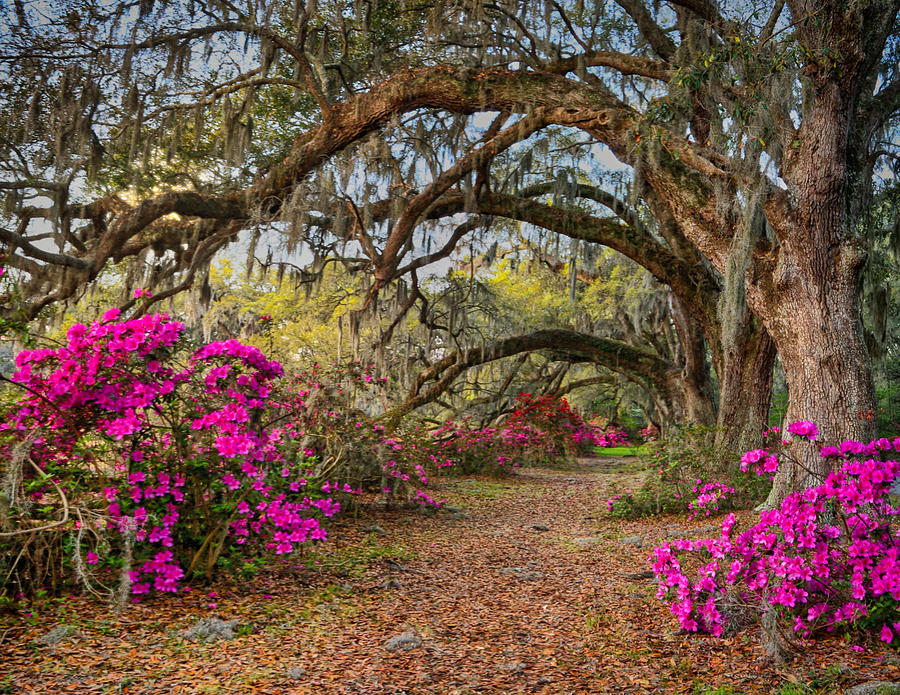 Magnolia Plantation Photograph by Jack Nevitt
