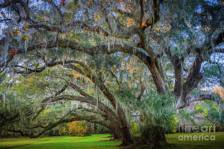 Magnolia Plantation Oaks Photograph by Inge Johnsson