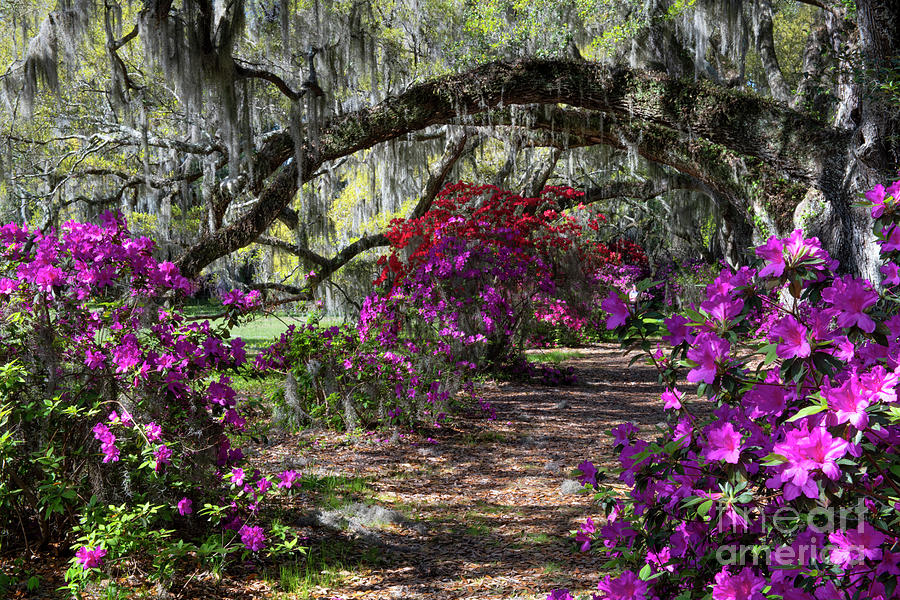 Magnolia Plantation Path under the Oaks - Charleston South Carolina Photograph by Dale Powell