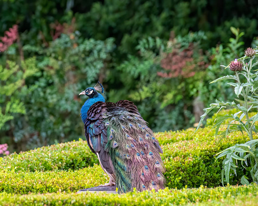 Magnolia Plantation Peacock Photograph by Larry Maras Magnolia Plantation Peacock Photograph by Larry Maras