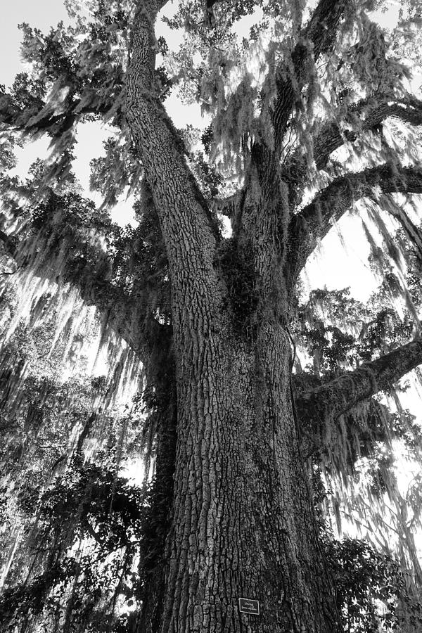 Magnolia Plantation Trees  Photograph by Patricia Caron