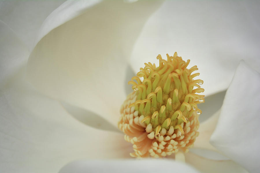 Magnolia Pod Photograph by Lea Rhea Photography