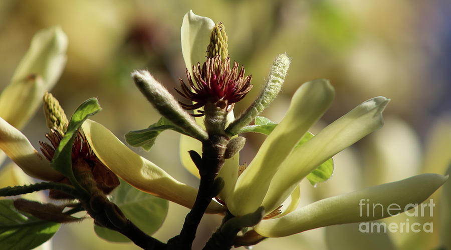 Magnolia Pollen Photograph by Ash Nirale