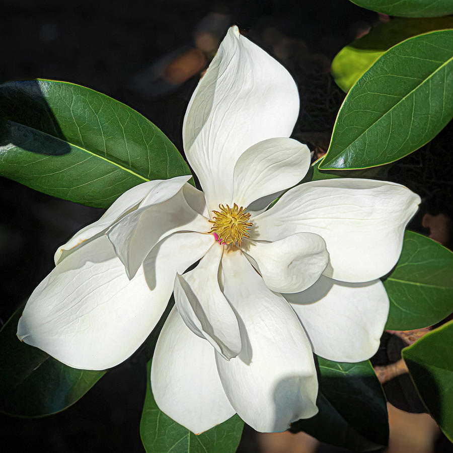 Magnolia Portrait Photograph by Ginger Stein