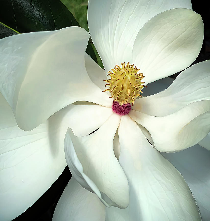 Magnolia Scepter Photograph by Ginger Stein