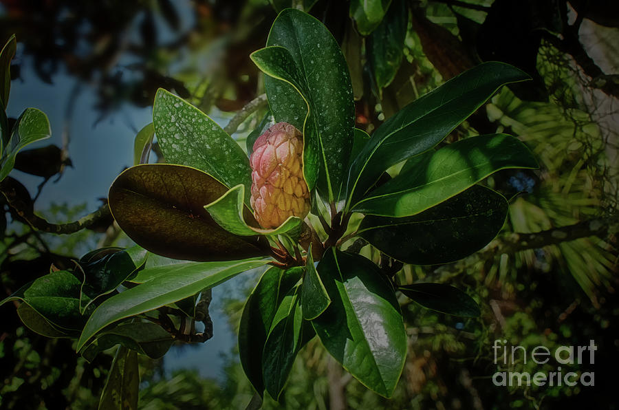 Magnolia Seed Cone In Late Summer 7365 Photograph By Marvin Reinhart