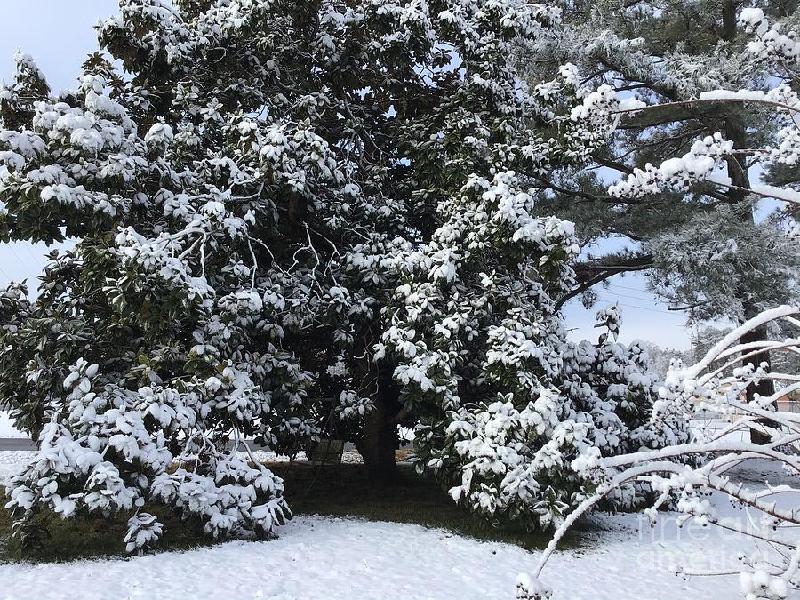 Magnolia Snow Tree Photograph by Catherine Wilson