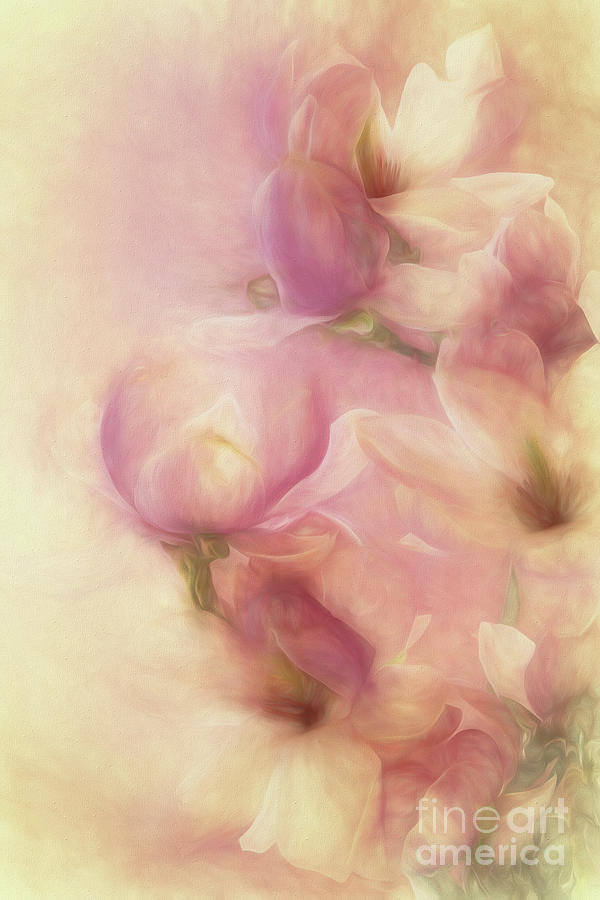 Magnolia Softness Digital Art by Ann Garrett