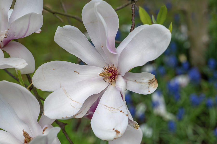 Magnolia Soulangeana Alexandrina Spring Flower Photograph by Artur Bogacki