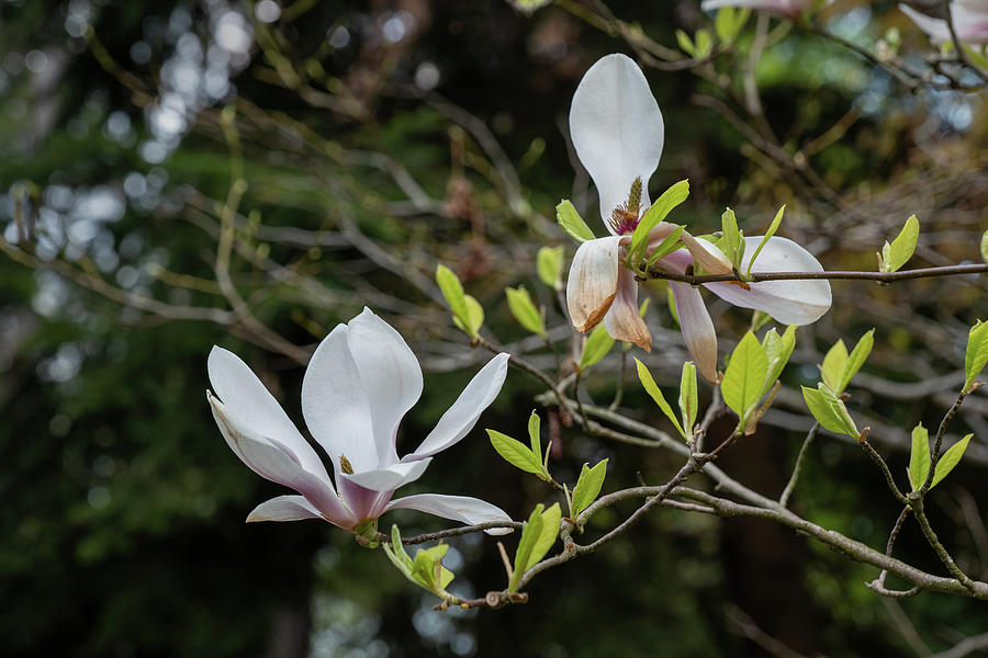 Magnolia Soulangeana Alexandrina Spring Flowers Photograph by Artur Bogacki