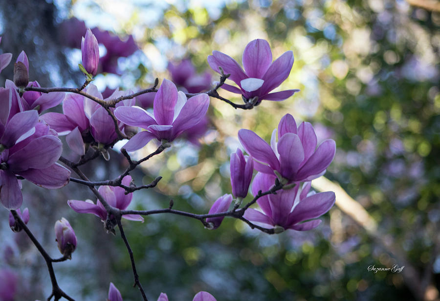 Magnolia Magnificence Photograph by Suzanne Gaff