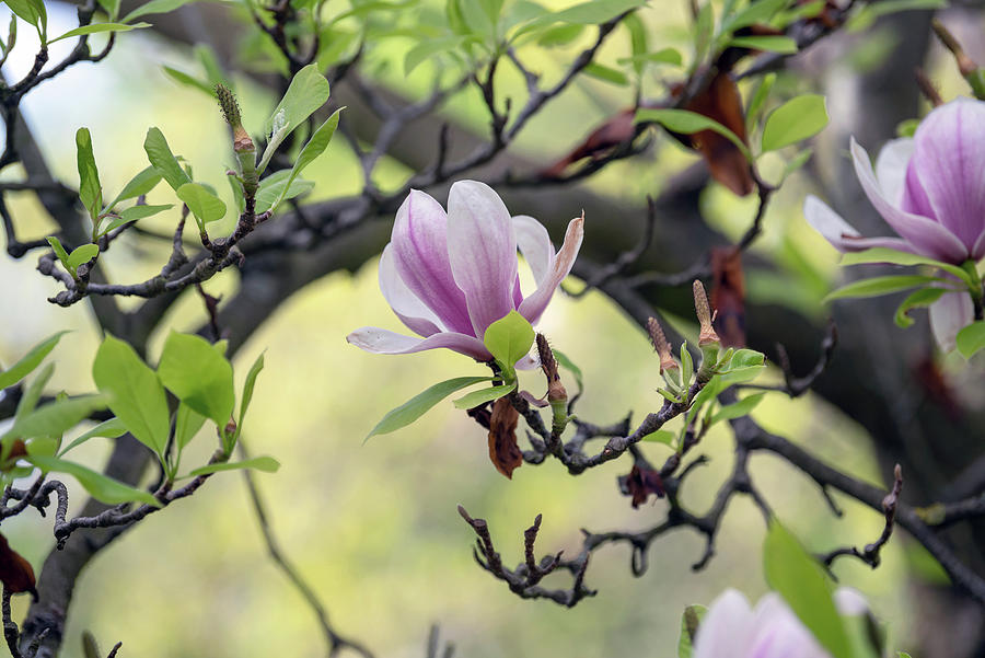 Magnolia Soulangeana Photograph by Jenny Rainbow