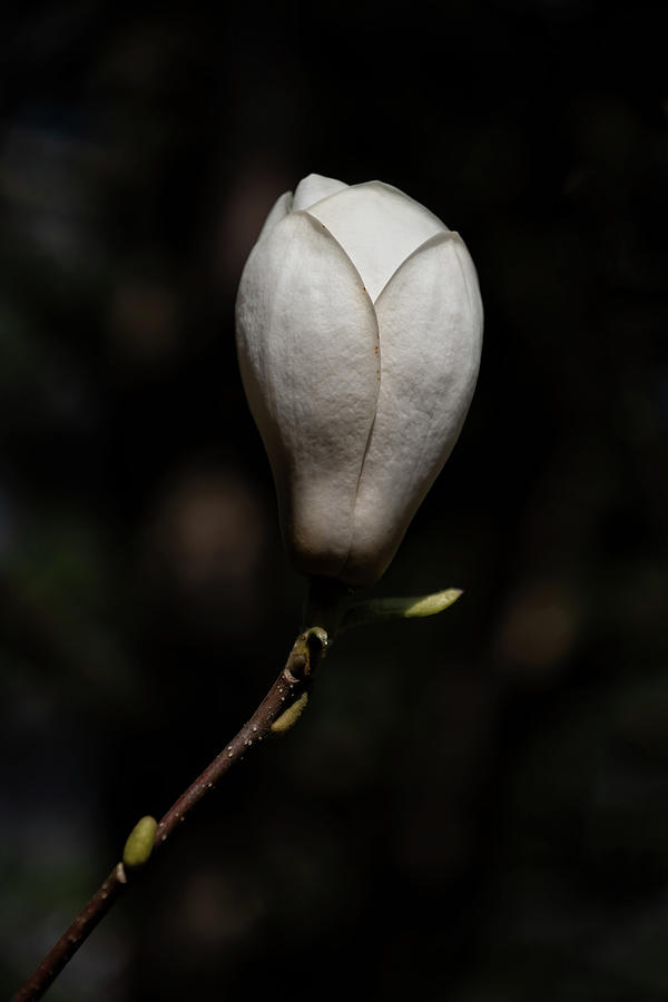 Magnolia Soulangeana Lennei Alba Flower Photograph by Artur Bogacki