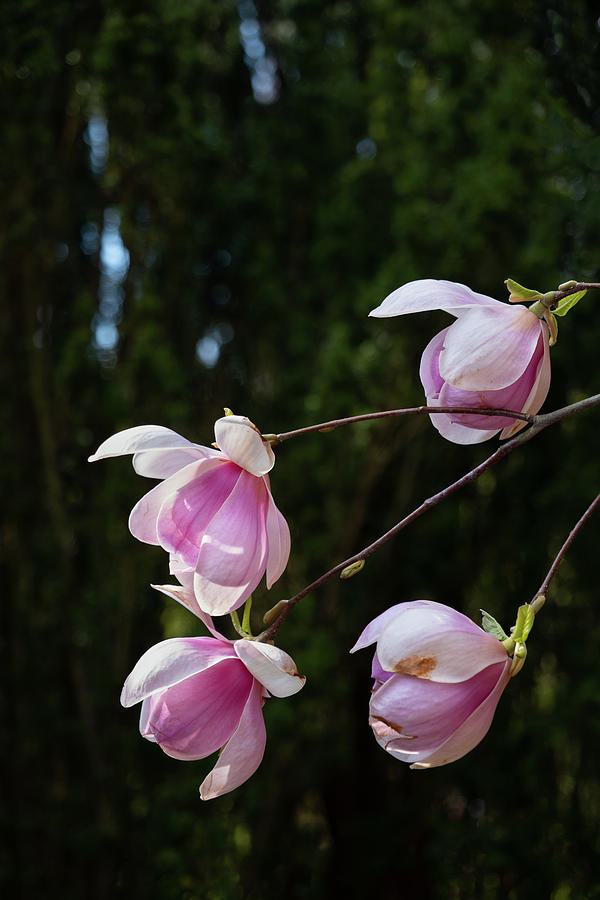 Magnolia Soulangeana Sundew Flowers Photograph by Artur Bogacki