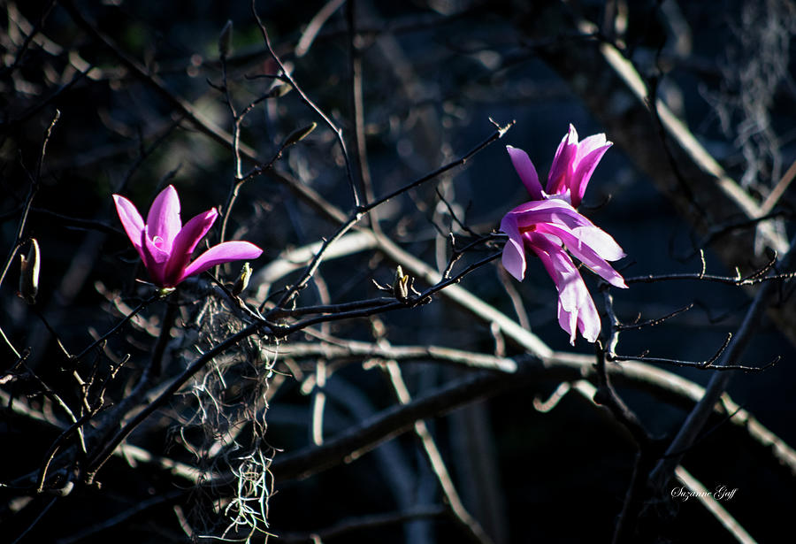 Magnolia Soulangeana Photograph by Suzanne Gaff