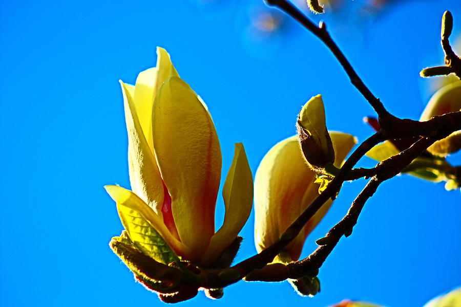 Magnolia Splendor Photograph by Loretta S