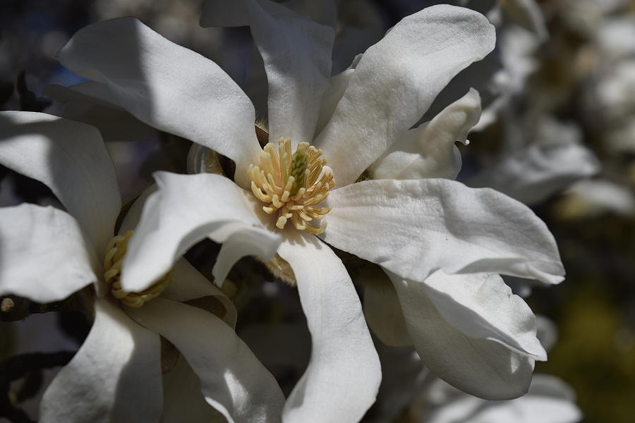 Magnolia Spring 2021 55 Photograph by Lkb Art And Photography