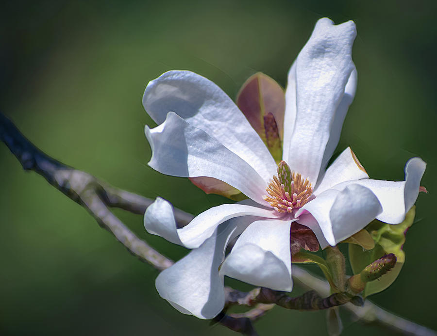 Magnolia Spring Bloom Photograph by Julie Palencia