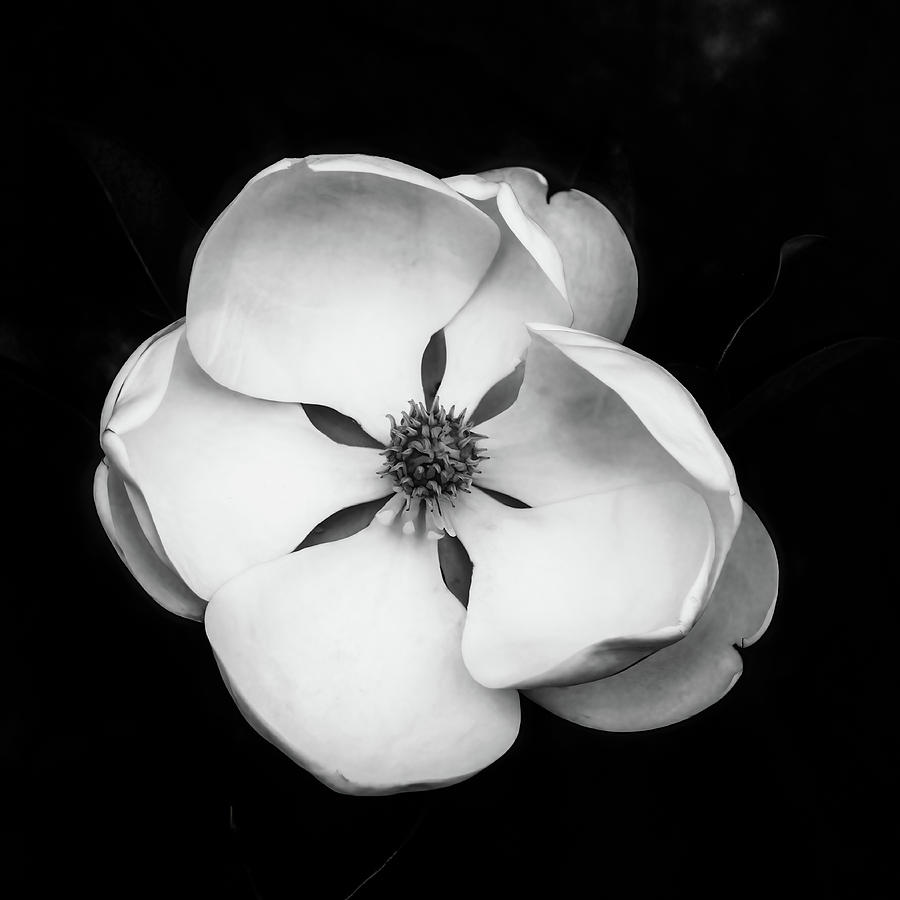 Magnolia Movie Photograph - Magnolia Square Black and White 2 by Connie Carr