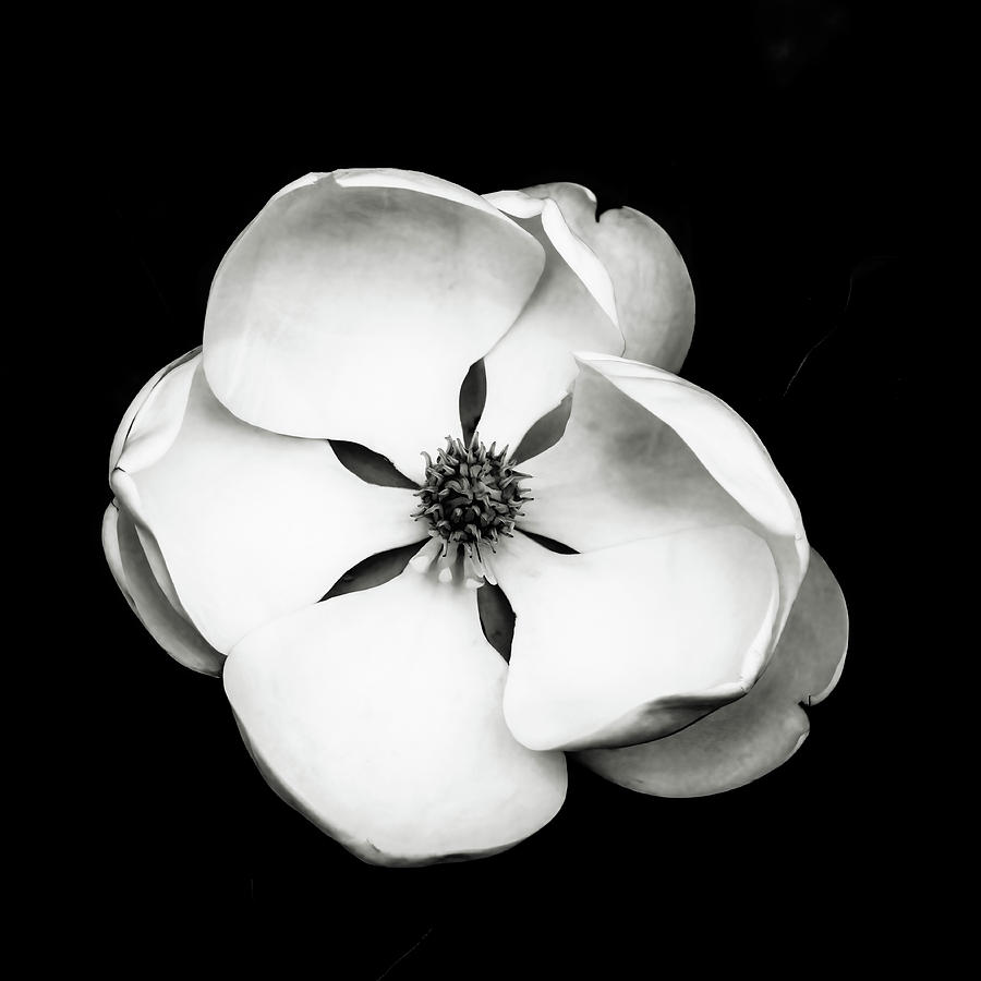 Magnolia Movie Photograph - Magnolia Square Black and White by Connie Carr