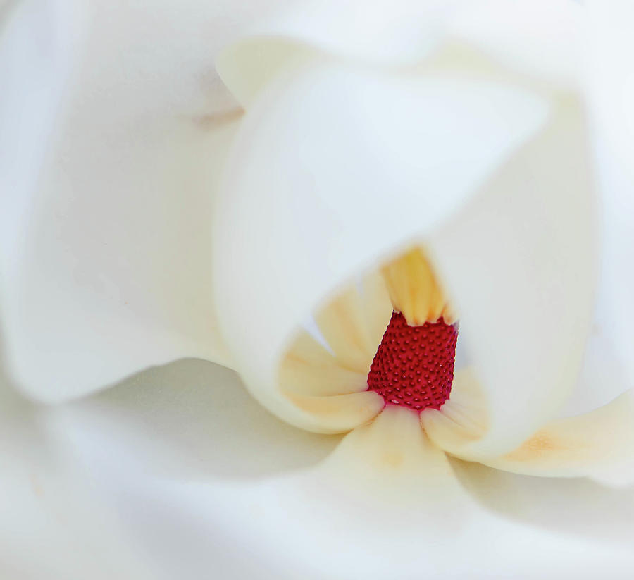 Magnolia Stamen  Photograph by Debra Kewley