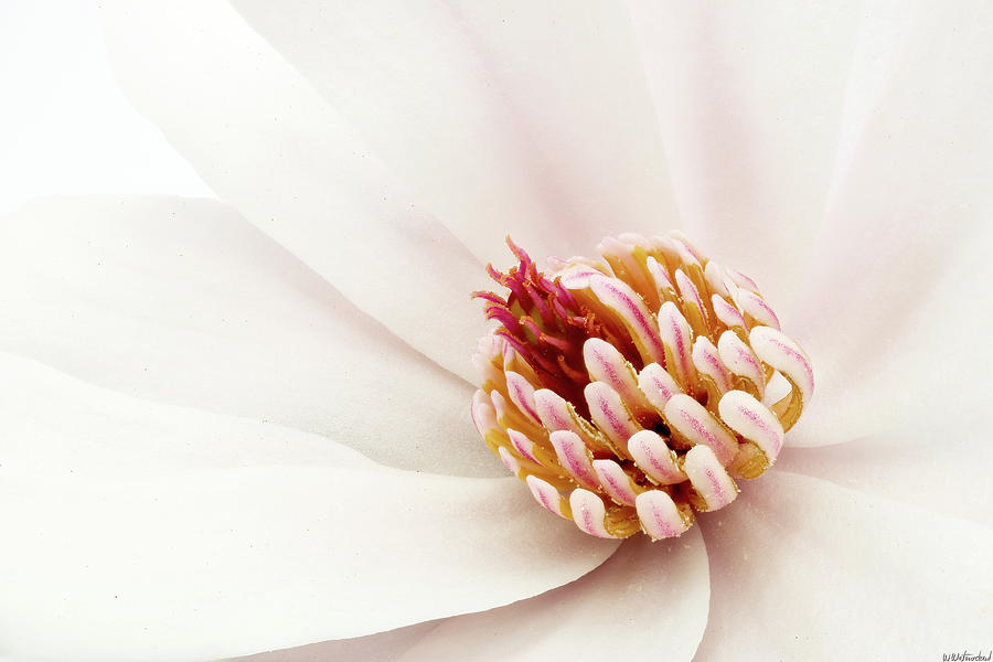 Magnolia stellata 03 Photograph by Weston Westmoreland