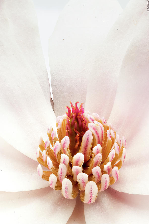 Magnolia stellata 04 Photograph by Weston Westmoreland