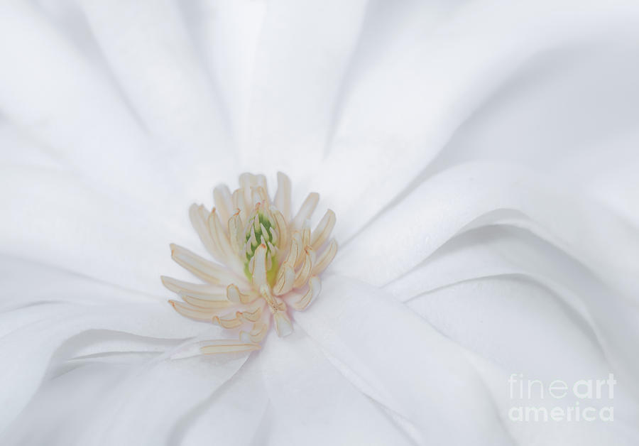 Magnolia Stellata Photograph by Ava Reaves
